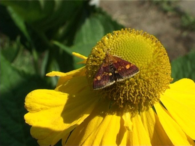 Purpurroter Zünsler ( Pyrausta purpuralis ) und Hoher Sonnenhut : Moers, in unserem Garten, 18.07.2005